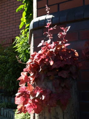 Żuraweczka (Heucherella) 